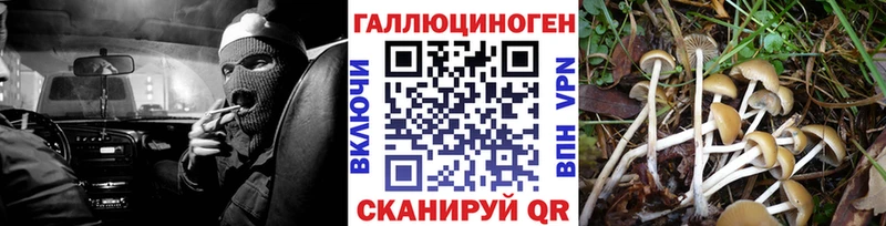 Купить где  Алатырь  Псилоцибиновые грибы Cubensis 
